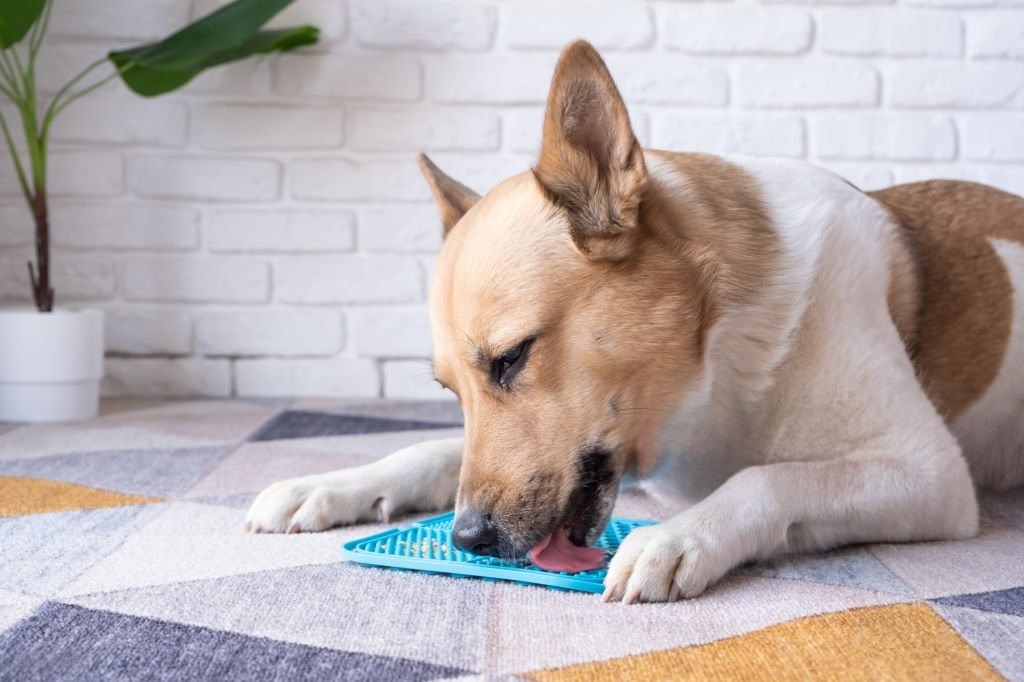 Yalama Matı mı Koku Paspası mı? Köpek Zeka Oyunları Seçimi