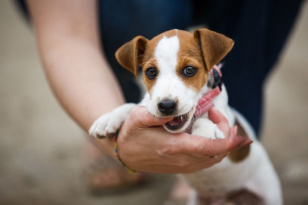 Yavru Köpek Isırması Nasıl Engellenir? Kesin Çözüm Taktikleri